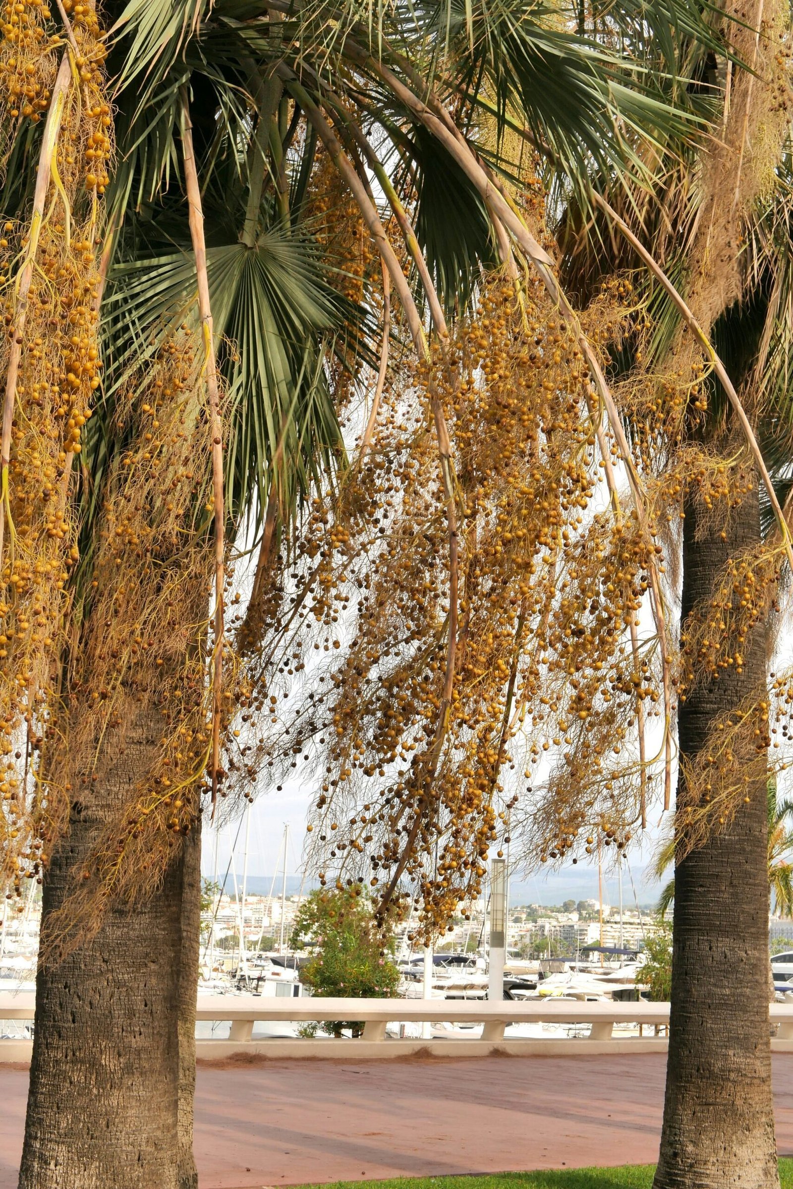 a group of palm trees