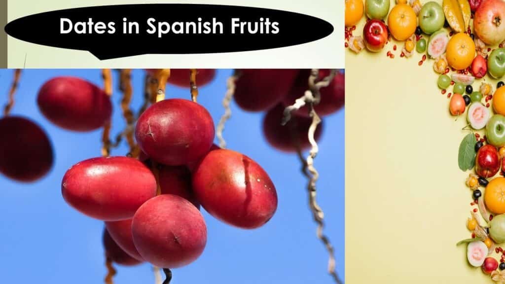 Here is the illustration showing different parts of a date fruit labeled in Spanish.