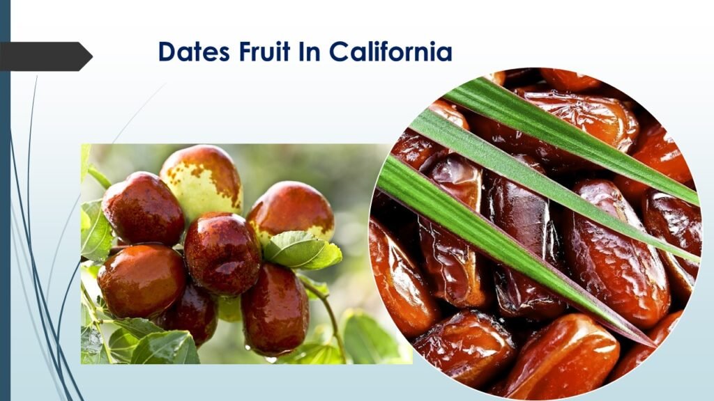 "Discover how dates fruit in California are grown, harvested, and enjoyed in tasty dishes. Learn more about this sweet, nutritious fruit today!"